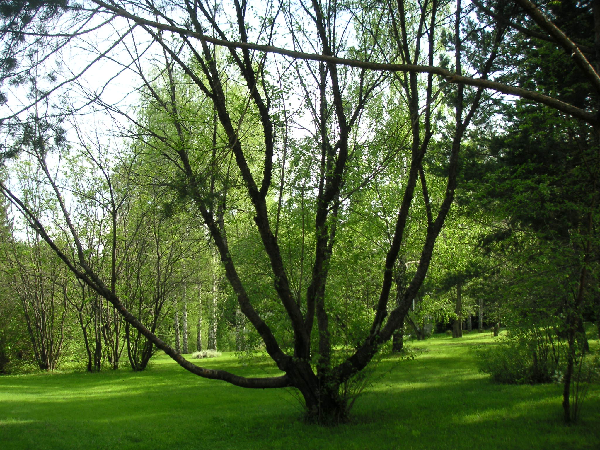 Square near the House of scientists