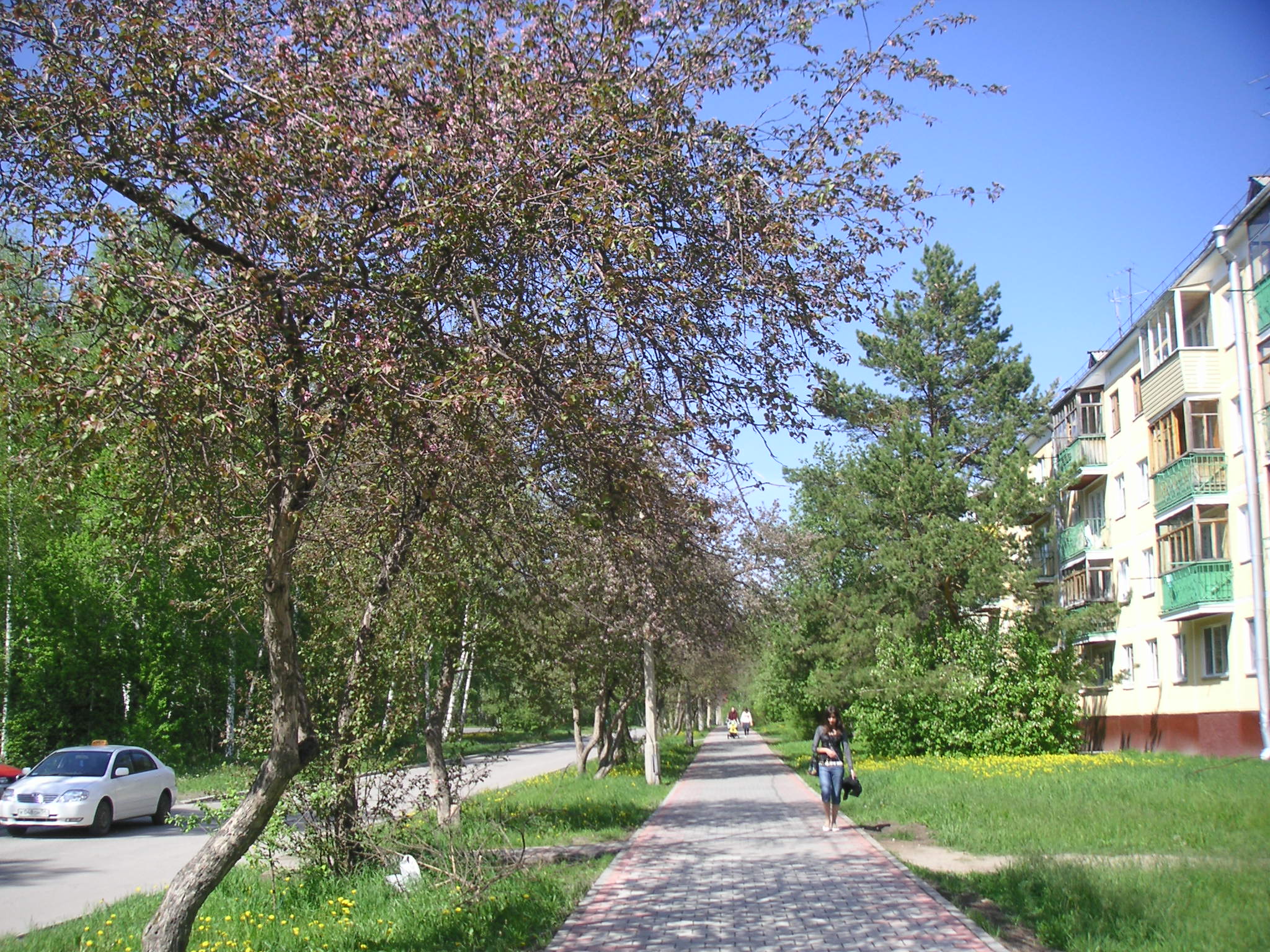 Apple-trees on Zolotodolinskaya str.