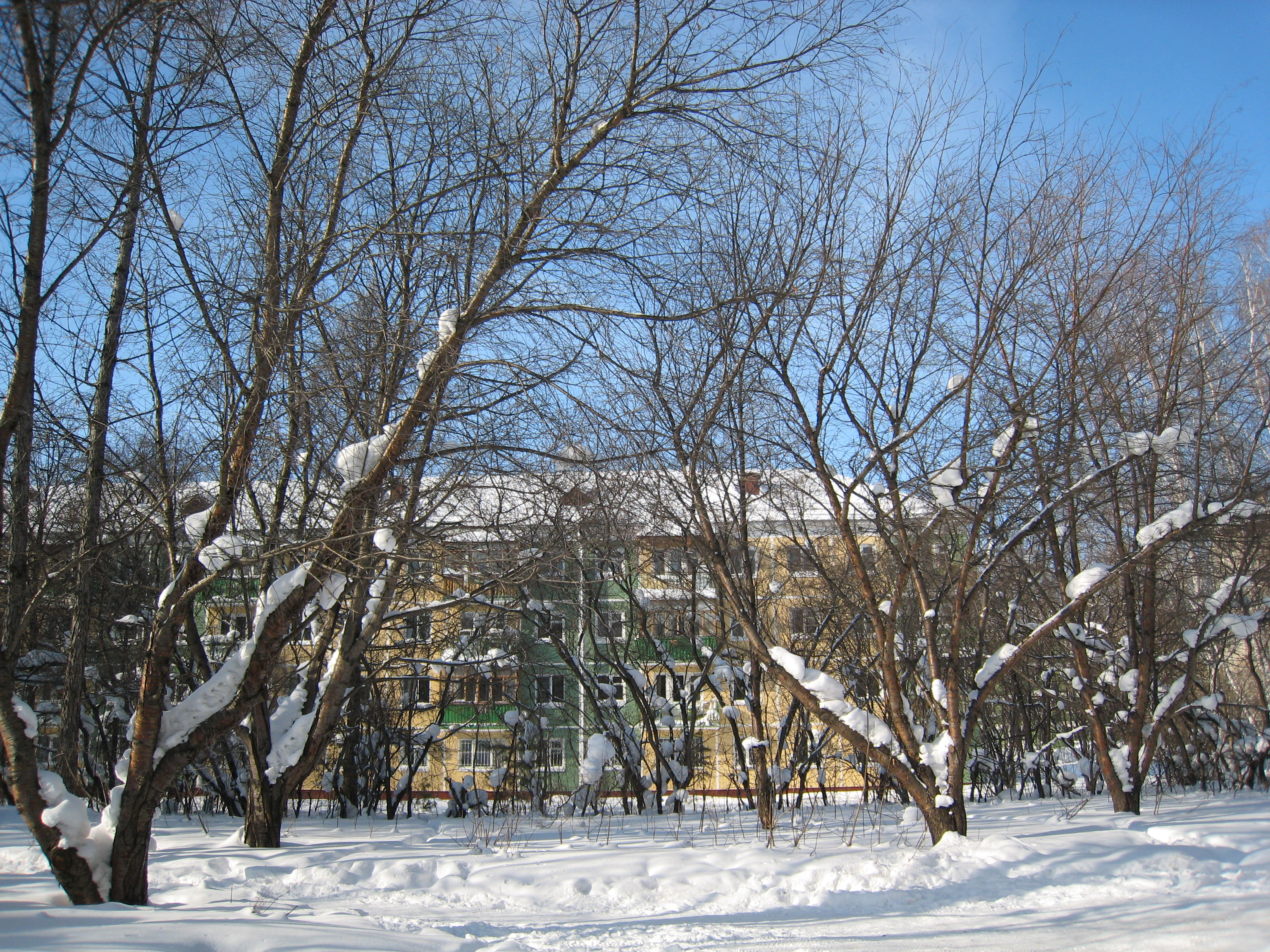 Sunny day in Akademgorodok