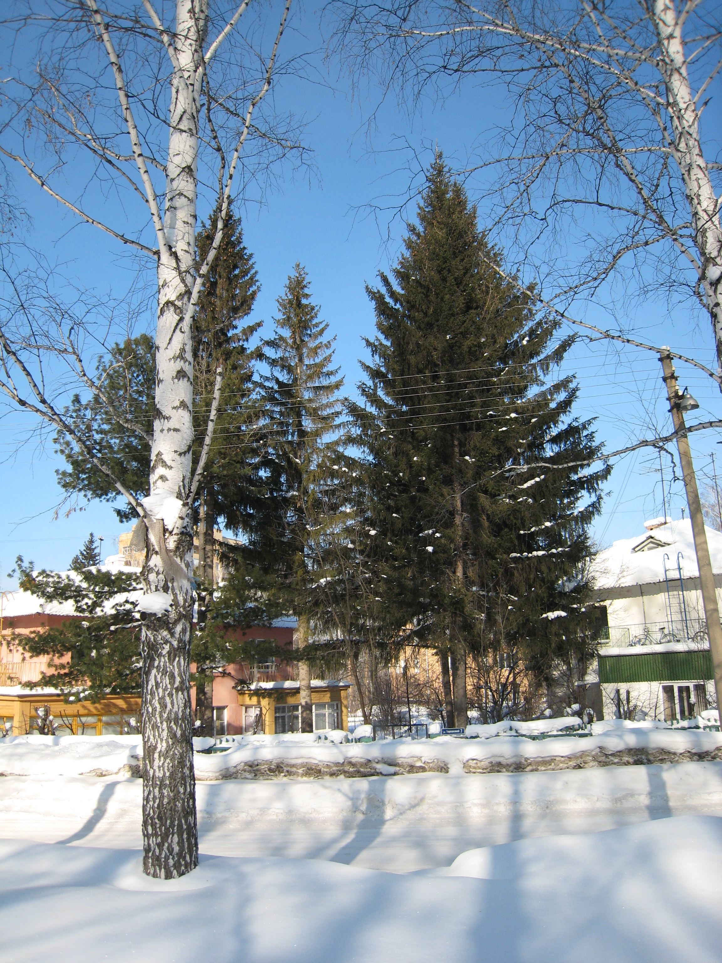 Fir-trees on Tereshkova str.