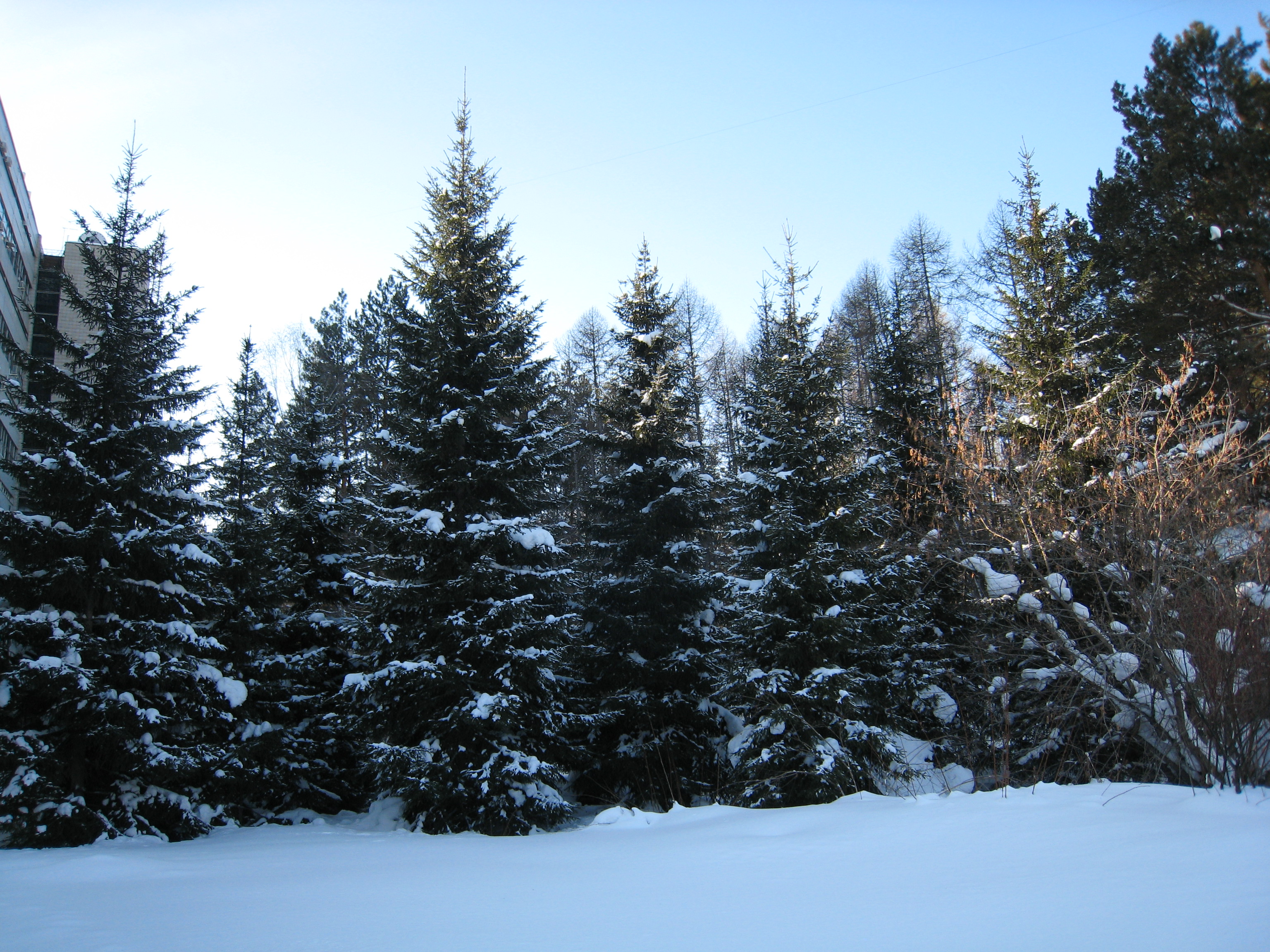 Fir-trees near the Institute