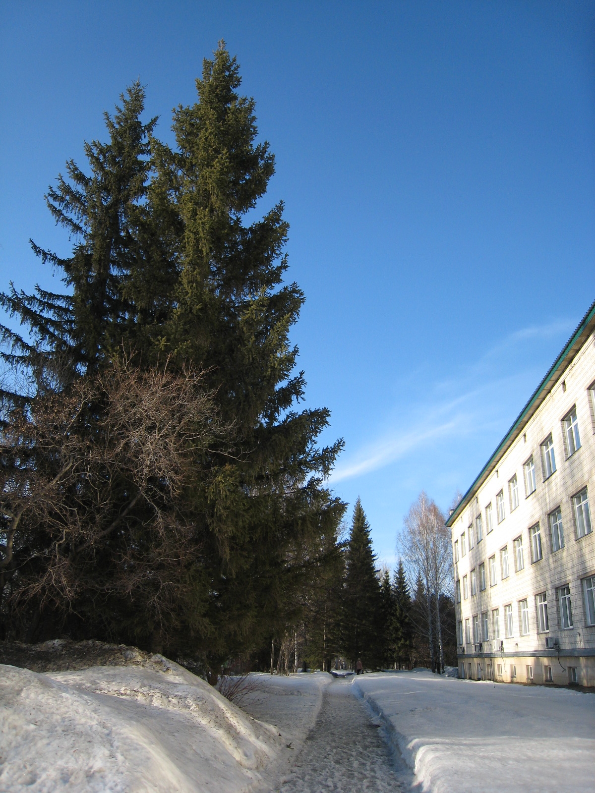 Spring in Akademgorodok