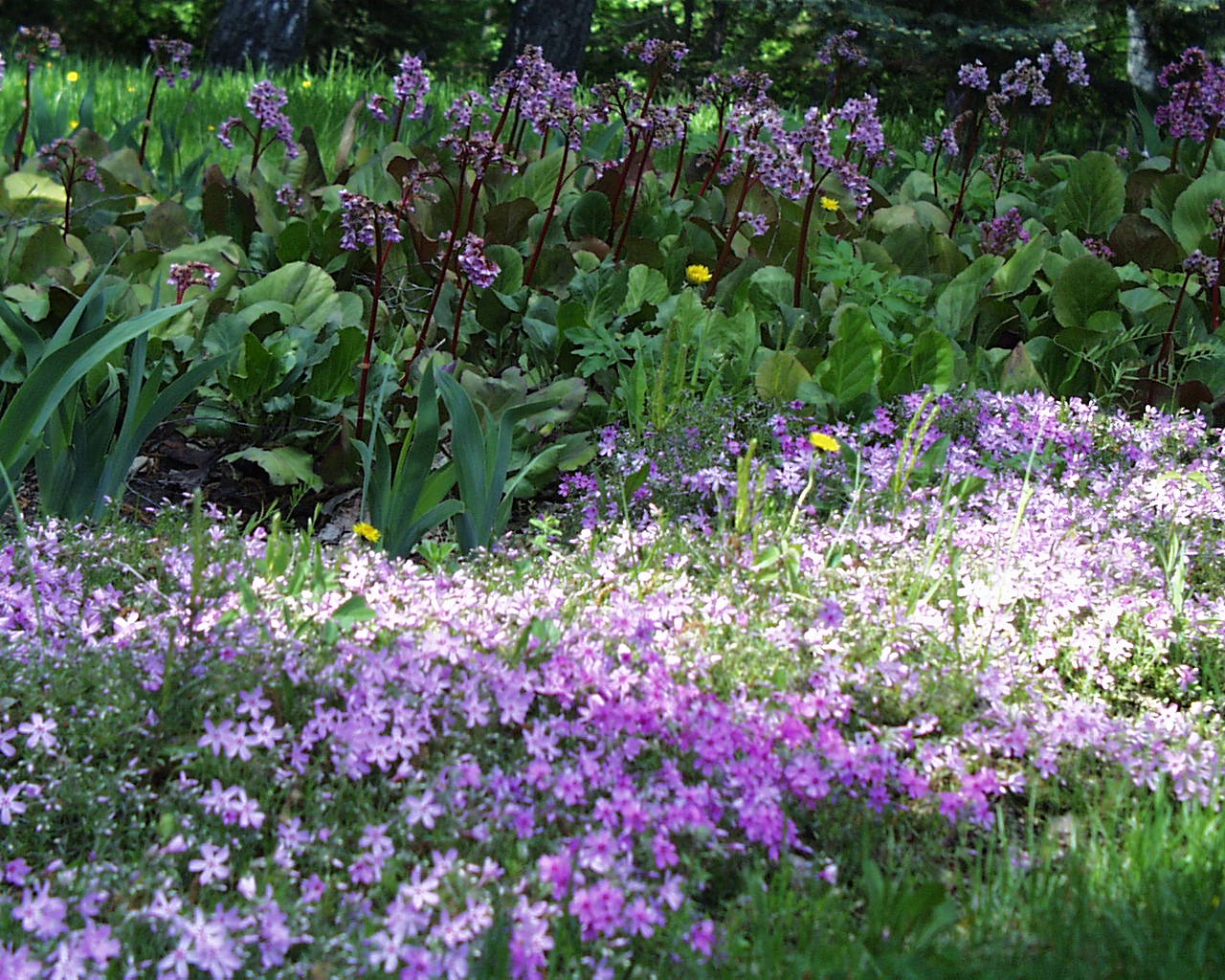 First summer flowers
