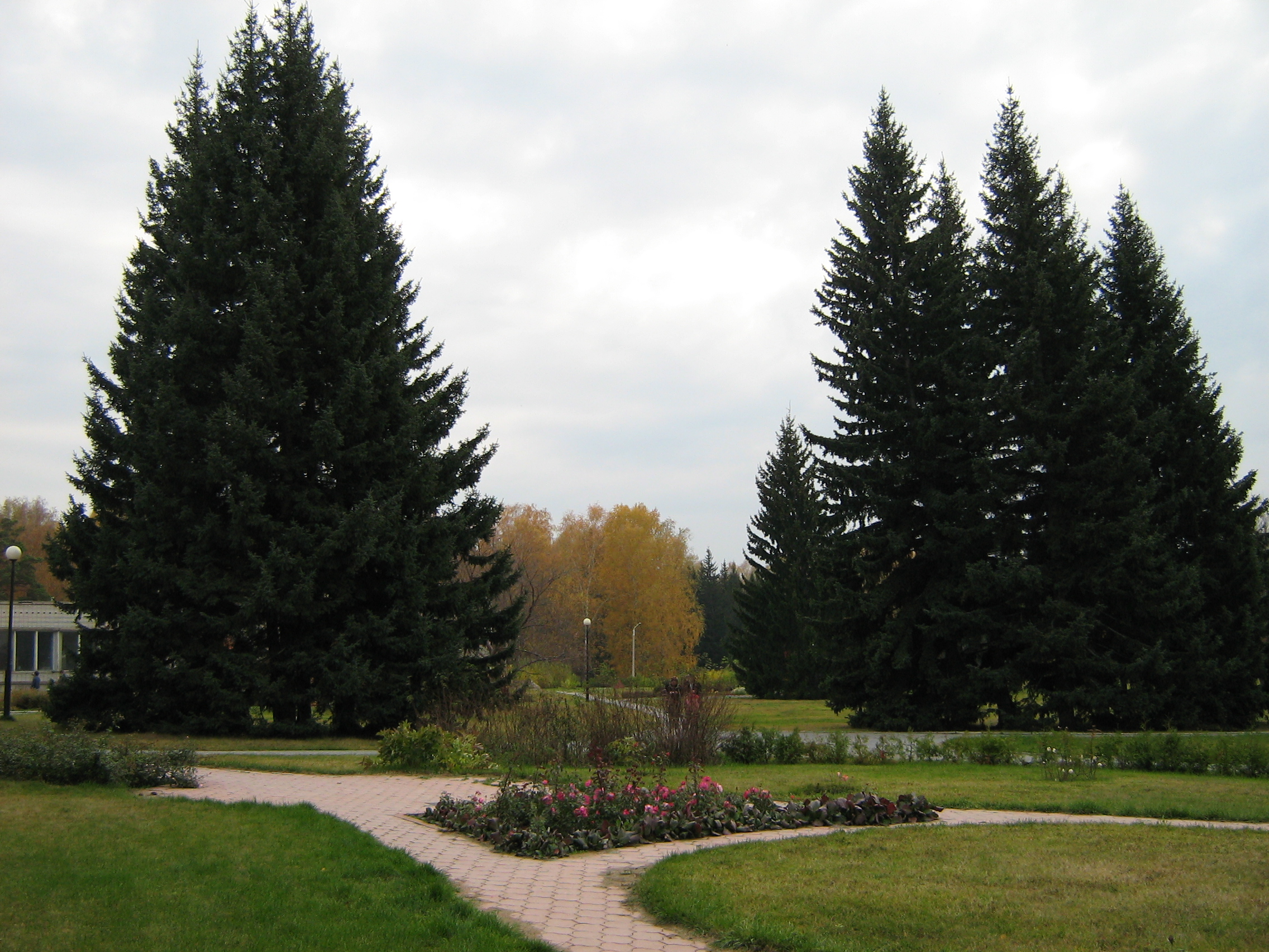 Autumn in Akademgorodok