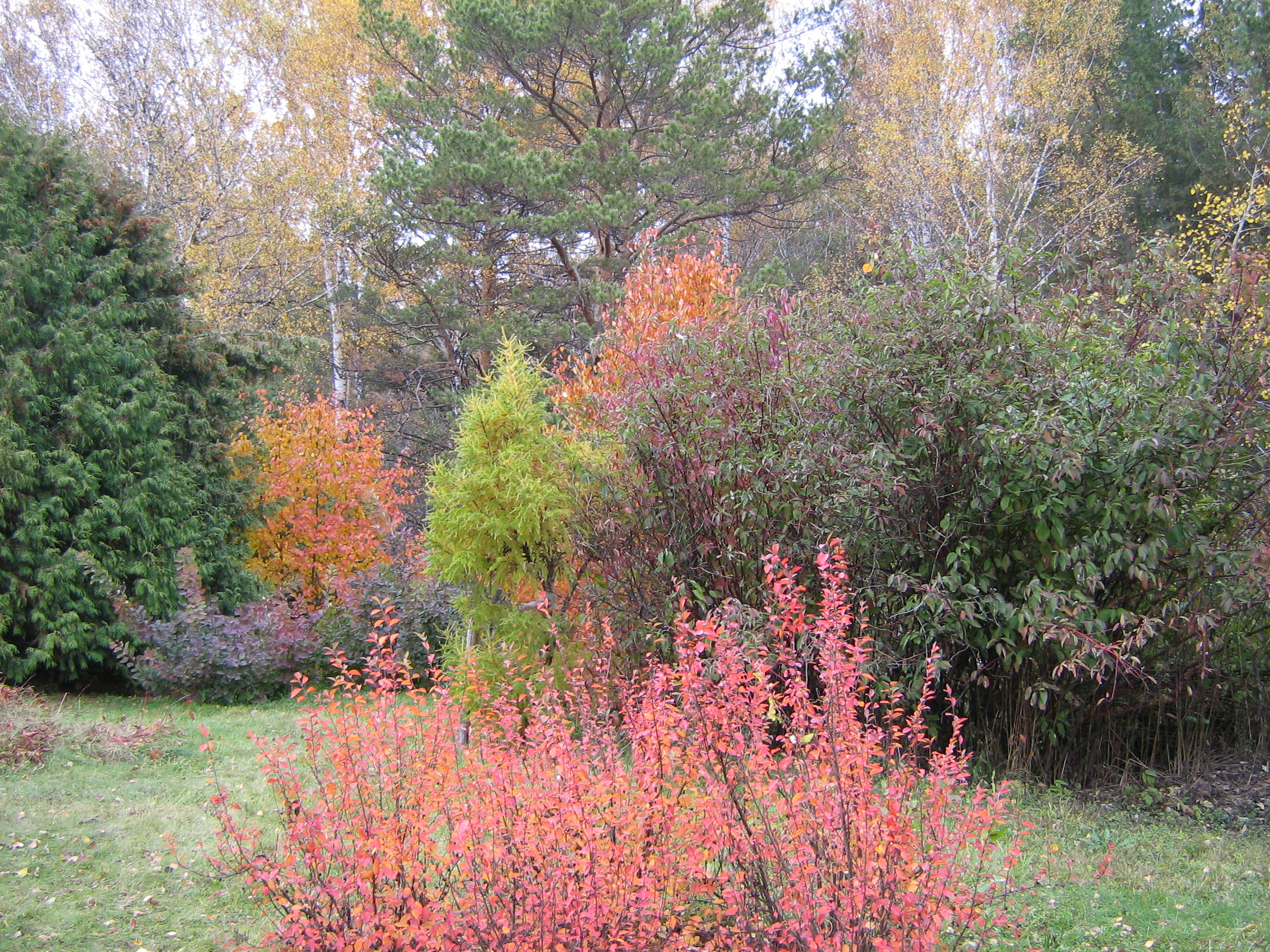 Autumn in Akademgorodok