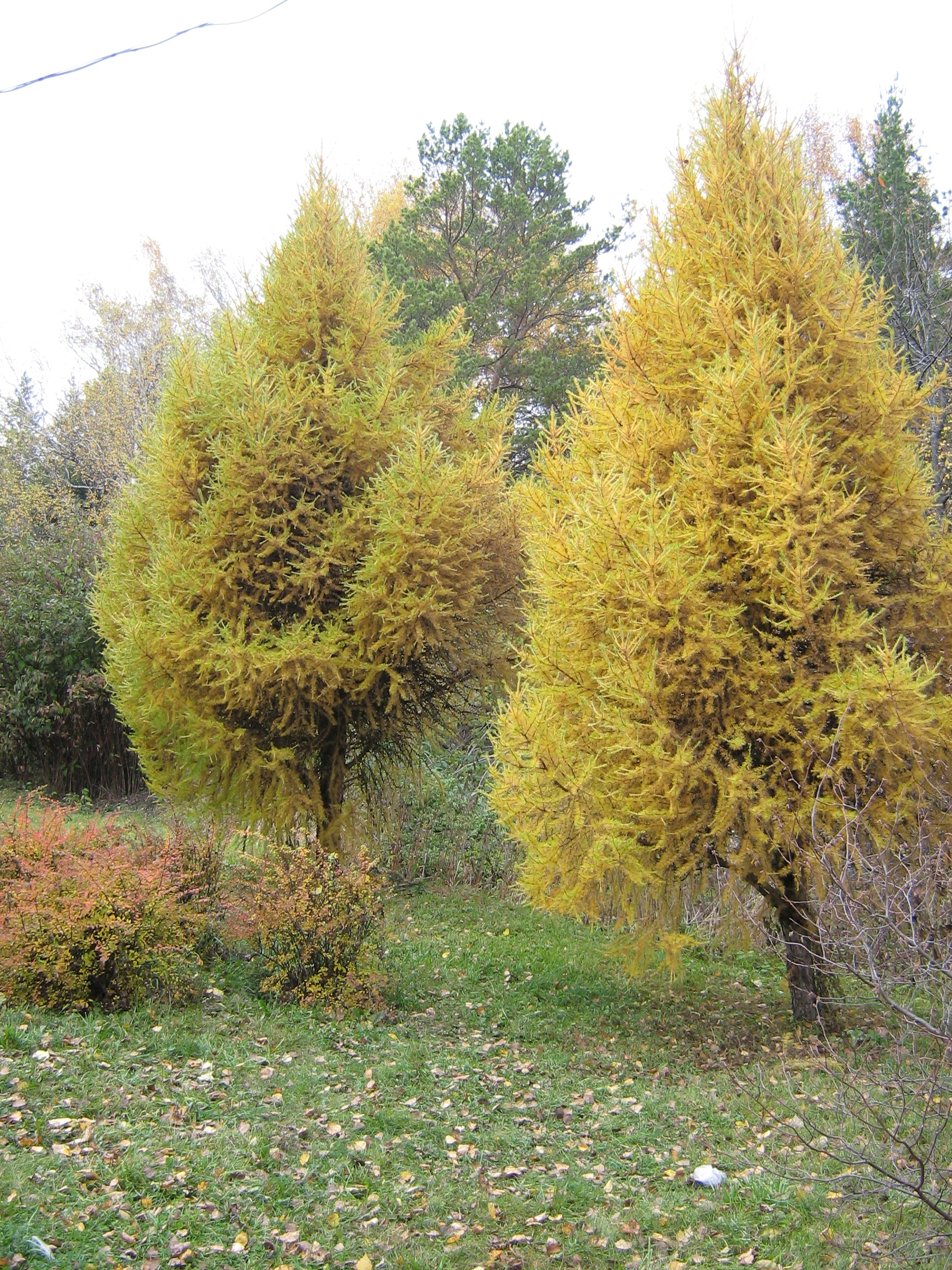 Autumn in Akademgorodok