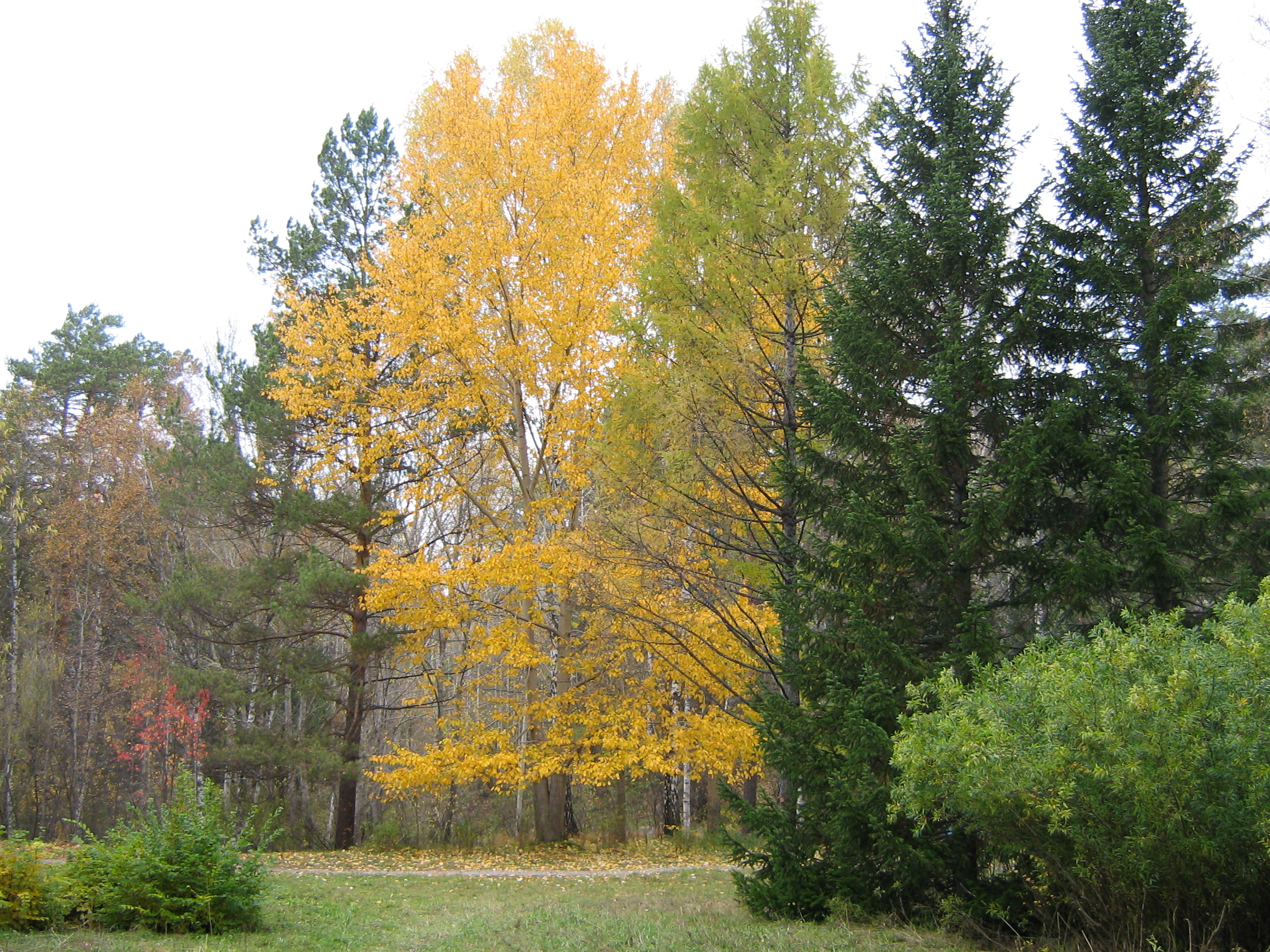 Autumn in Akademgorodok
