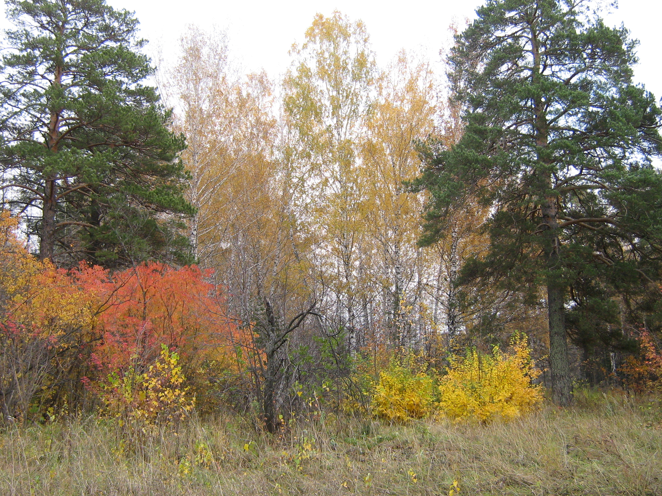 Autumn in Akademgorodok