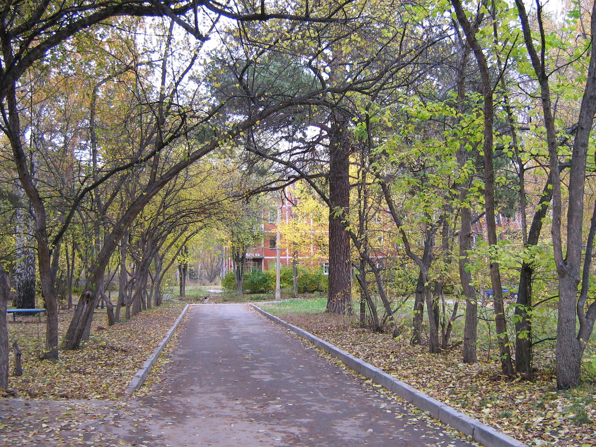 Autumn in Akademgorodok