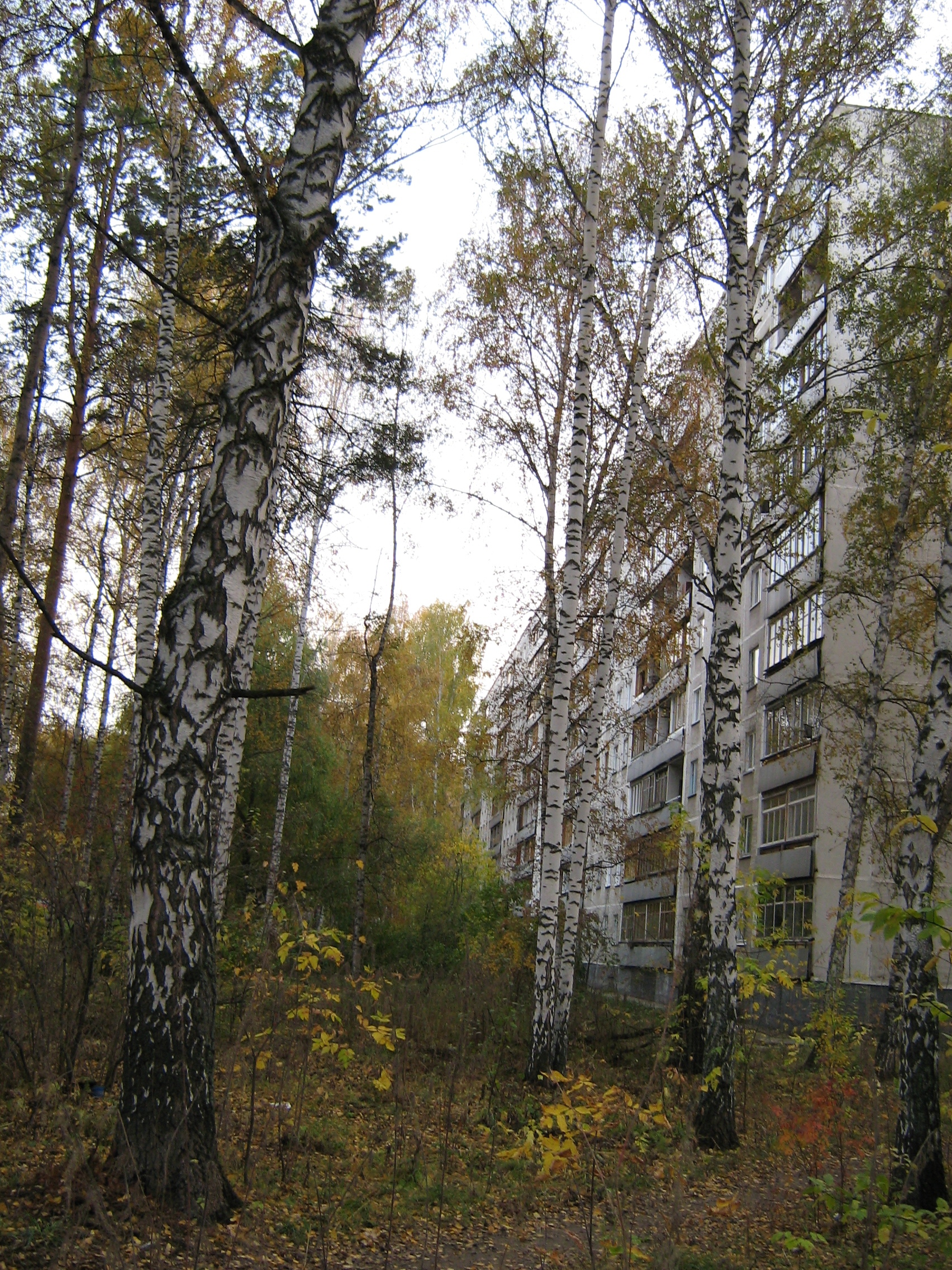 Autumn in Akademgorodok