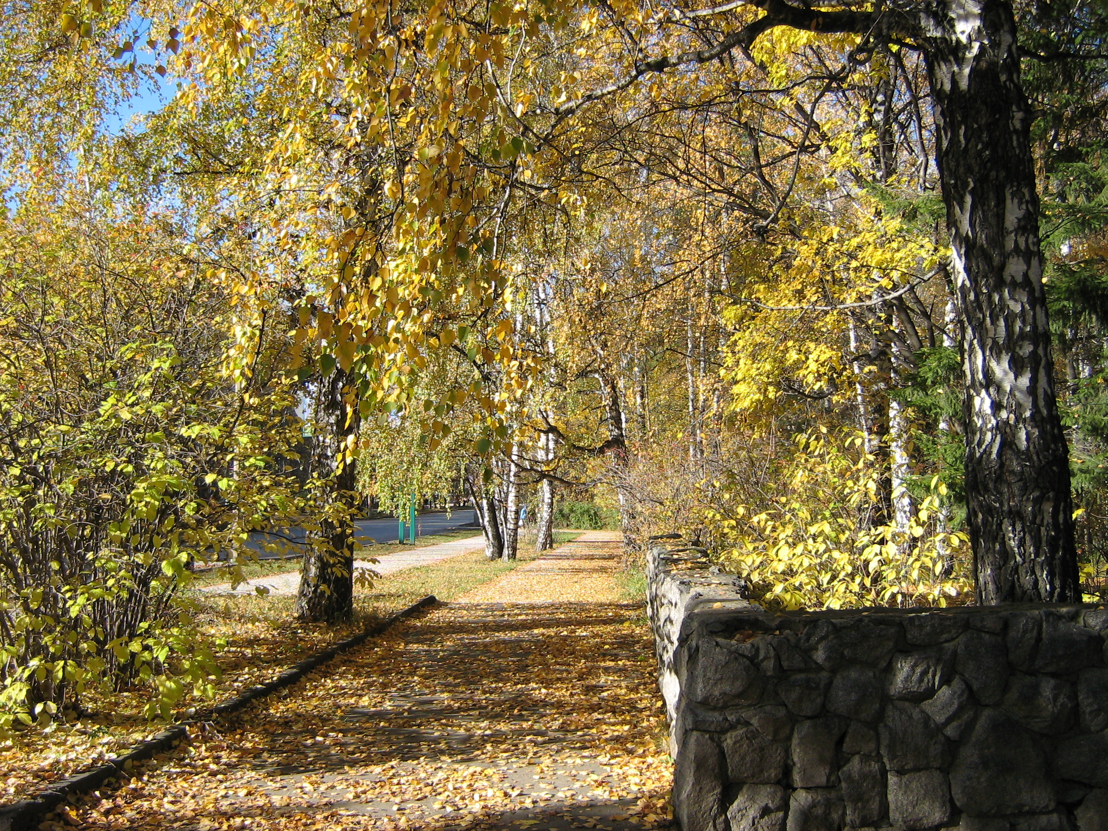 Autumn in Akademgorodok