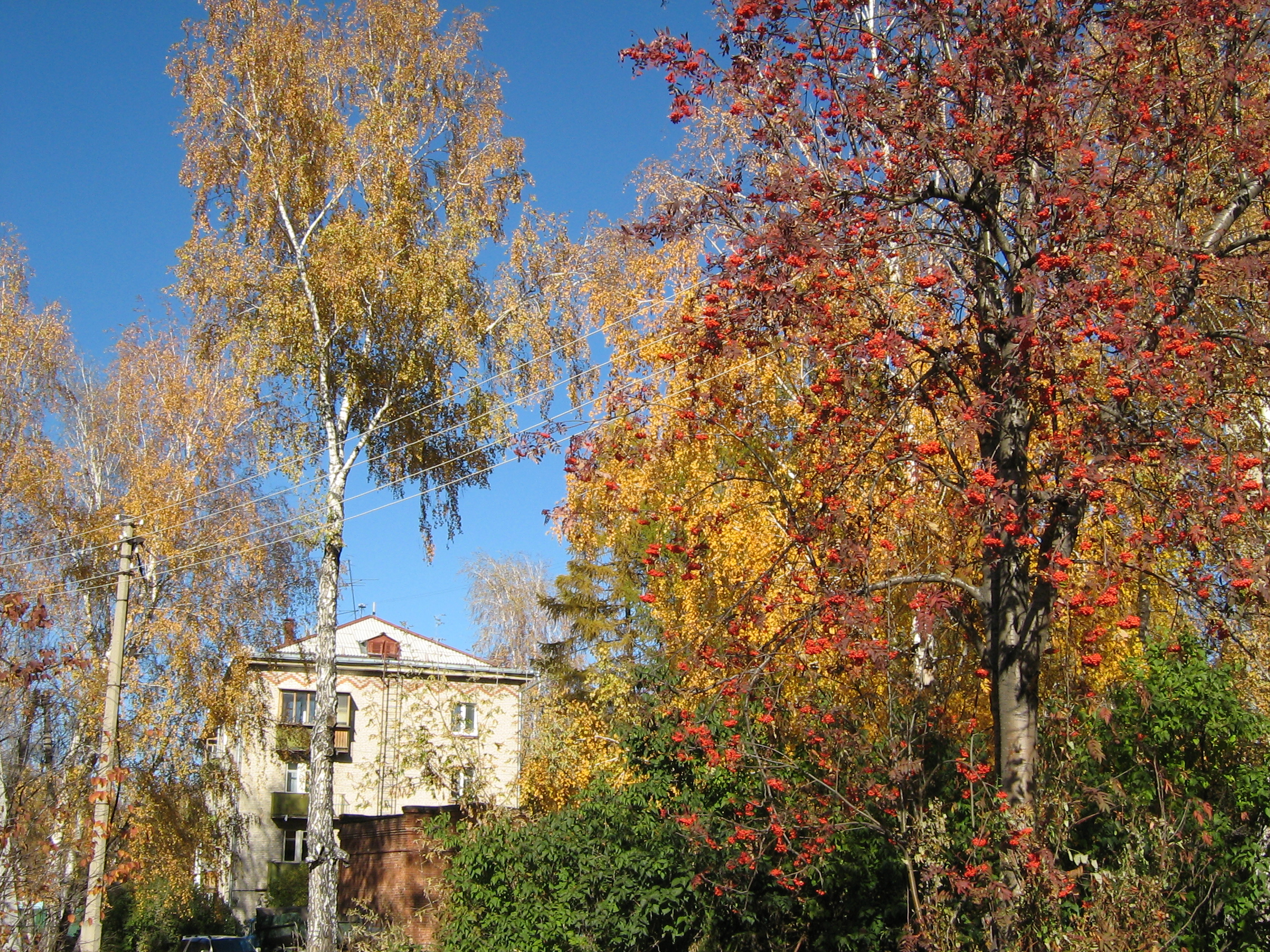Autumn in Akademgorodok