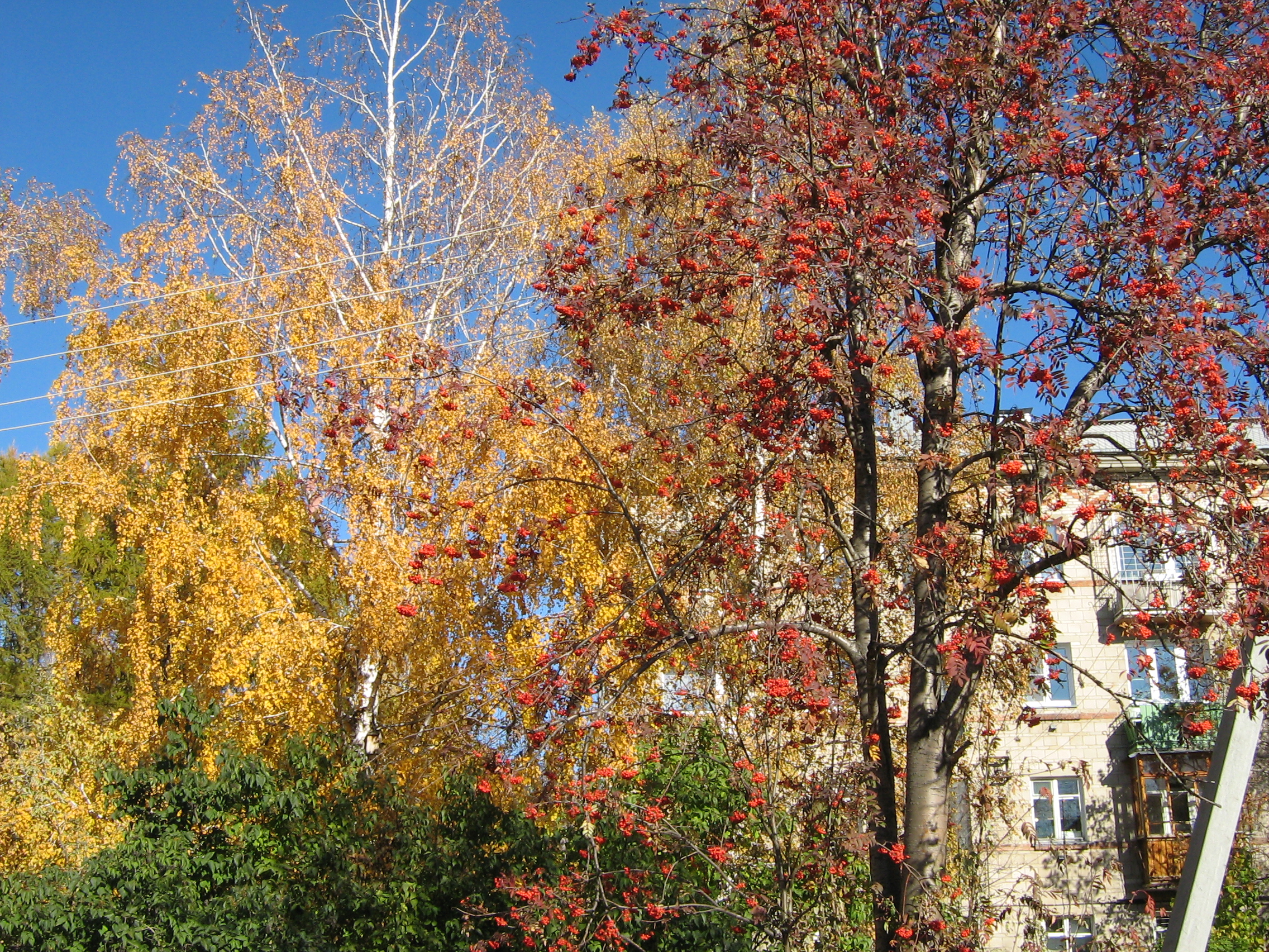 Autumn in Akademgorodok
