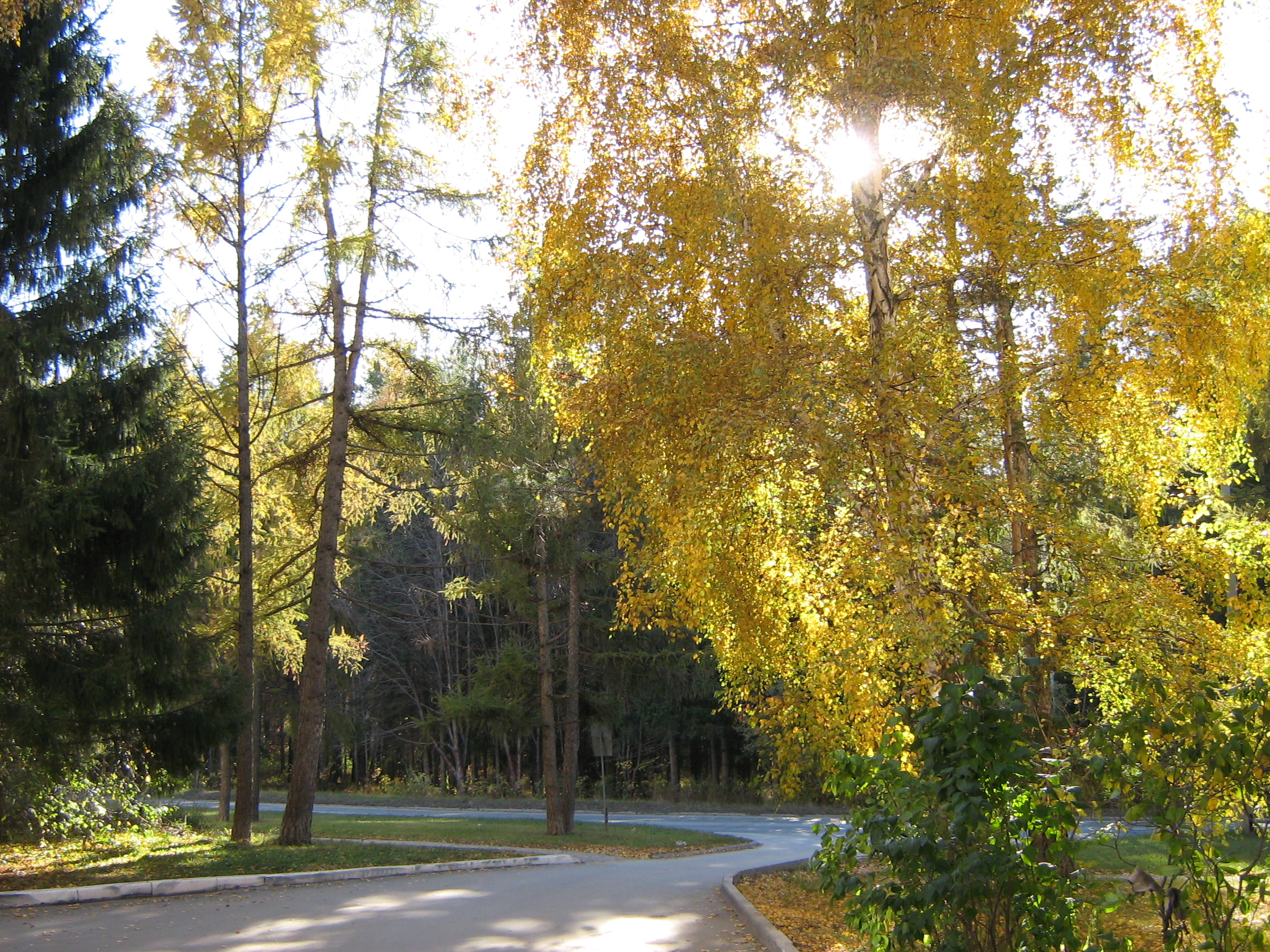Autumn in Akademgorodok