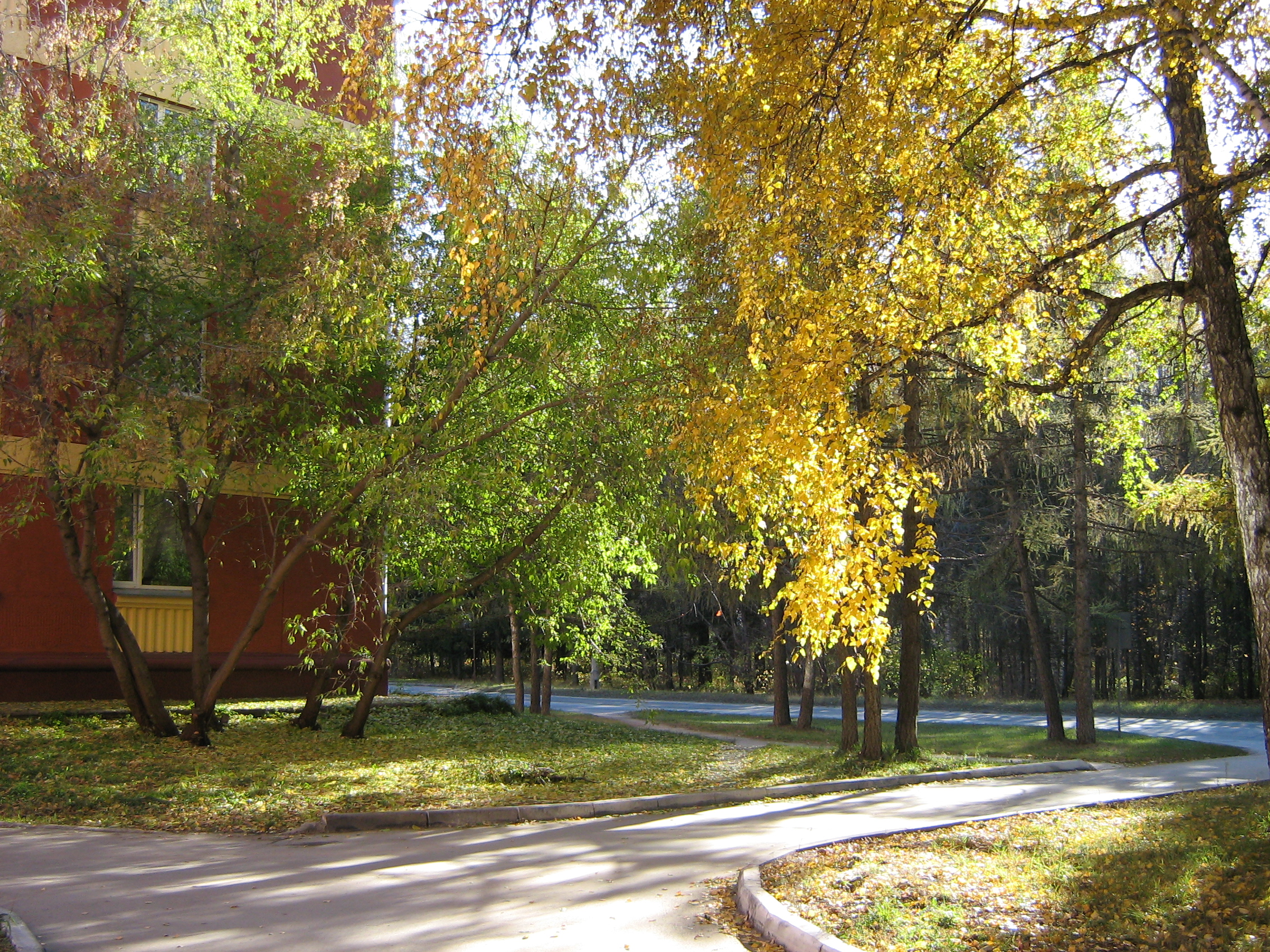 Autumn in Akademgorodok