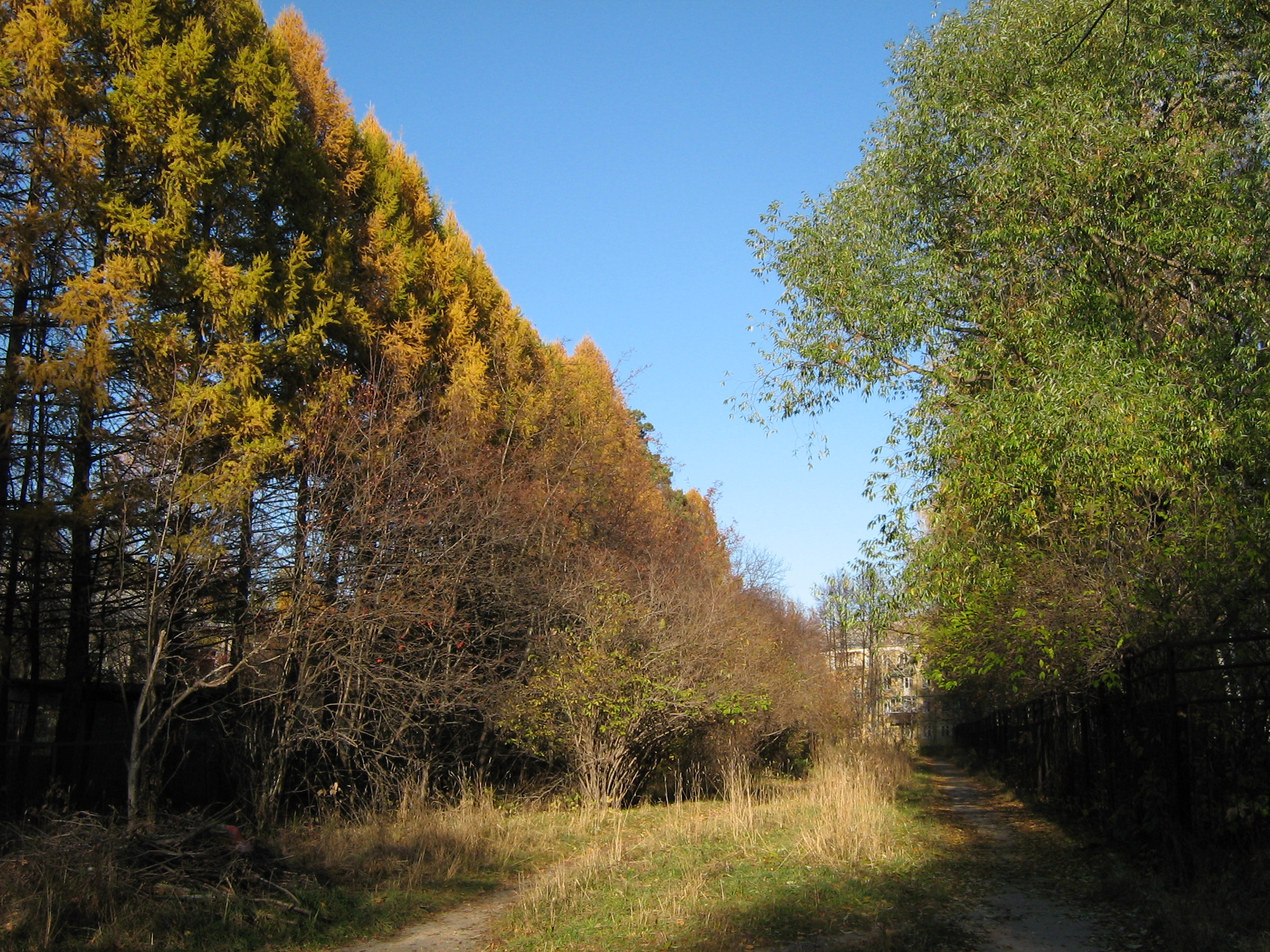 Autumn in Akademgorodok