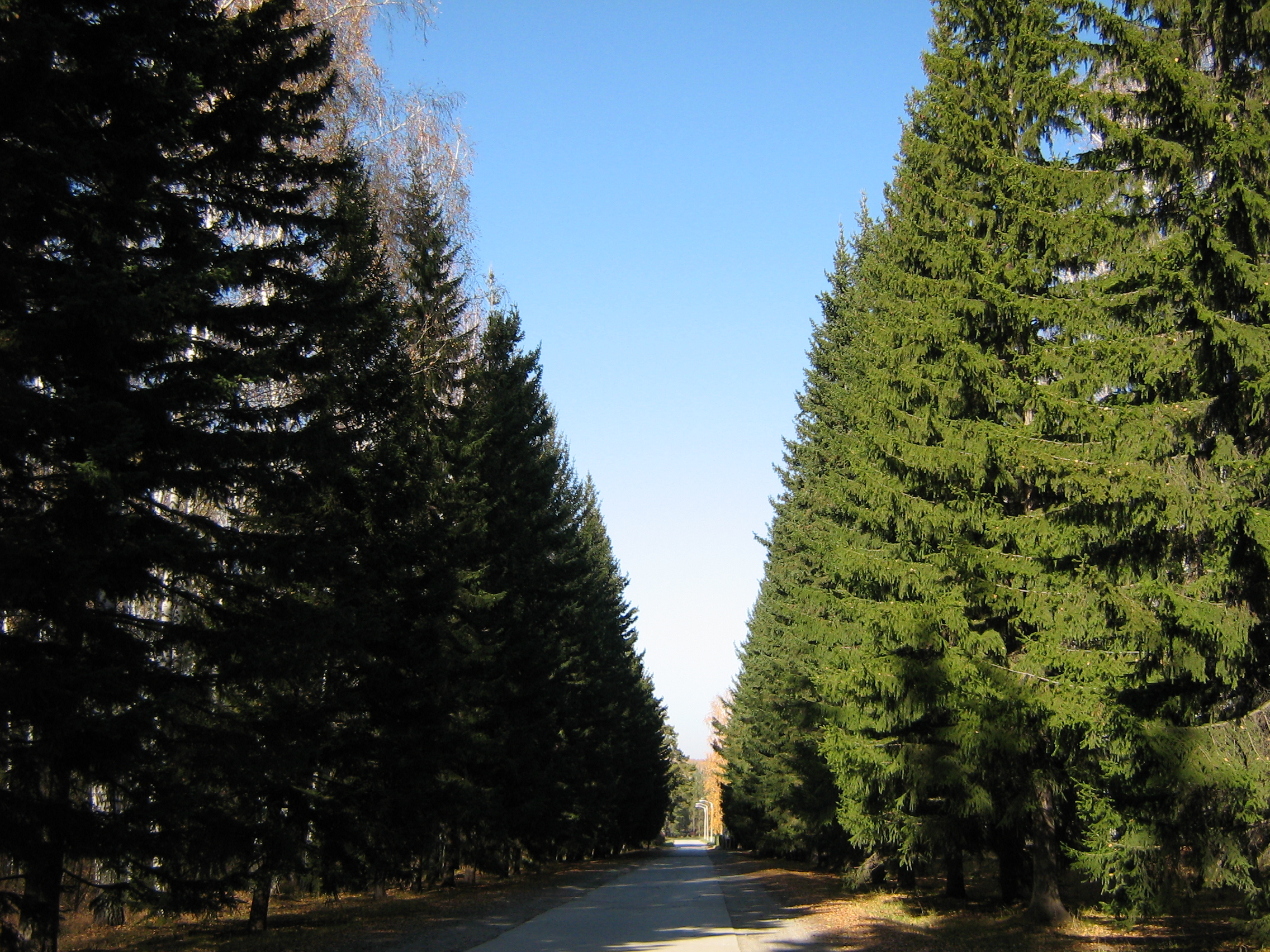 Autumn in Akademgorodok