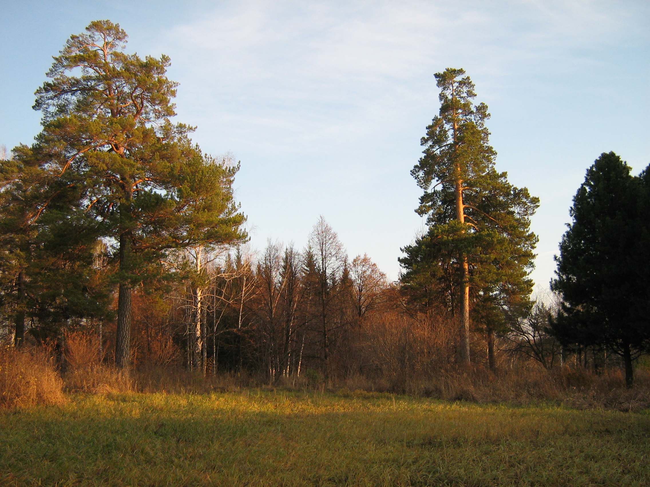Autumn in Akademgorodok