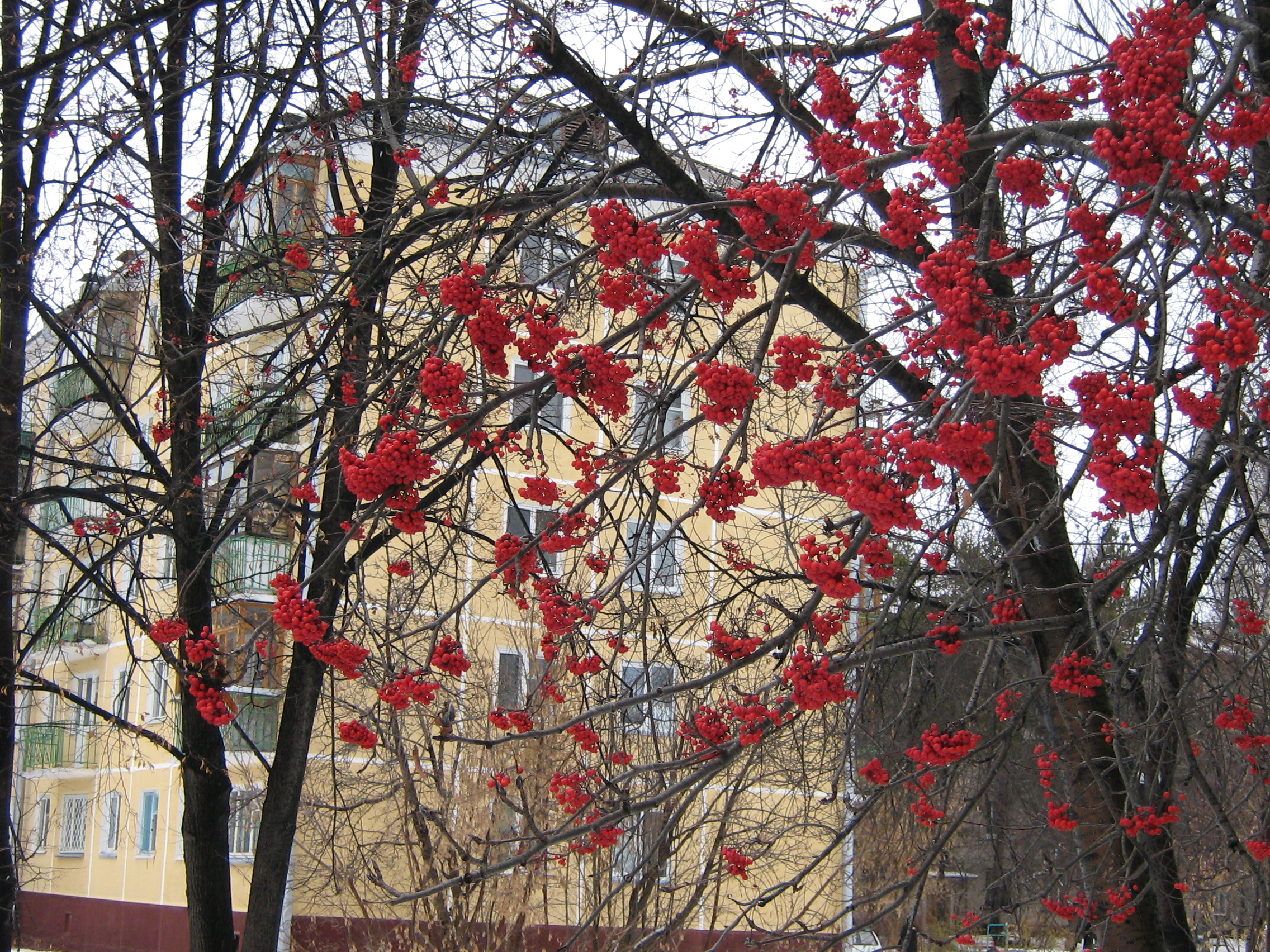 Autumn in Akademgorodok