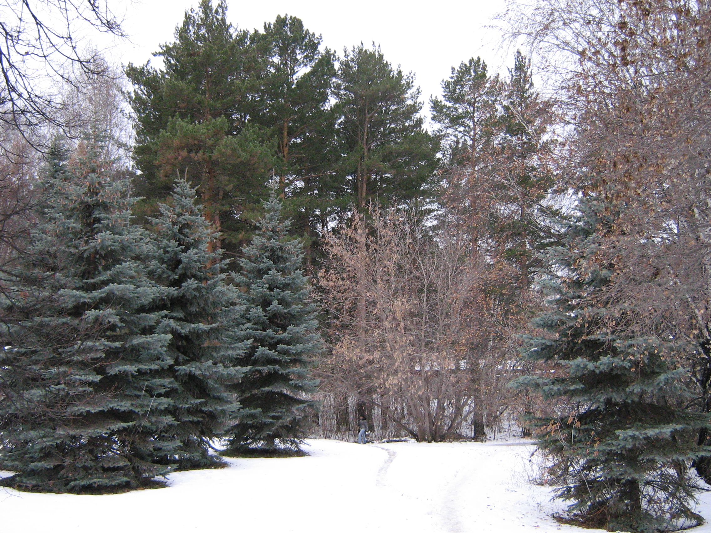 Autumn in Akademgorodok. Winter is coming