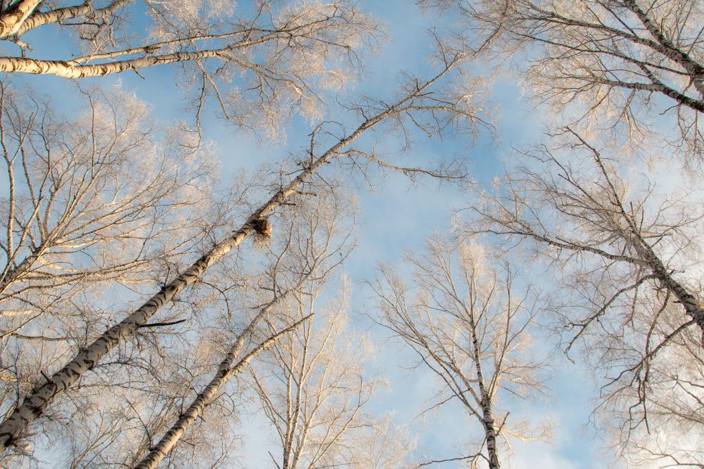 Autumn in Akademgorodok