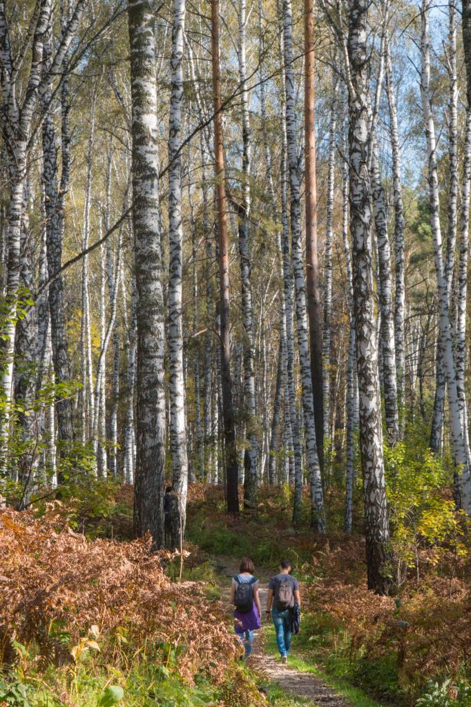 Autumn in Akademgorodok