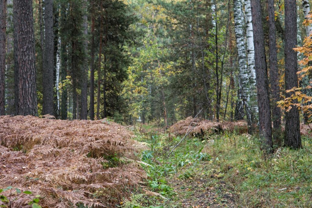 Autumn in Akademgorodok