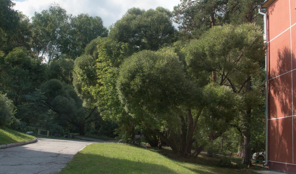 Akademgorodok in Summer