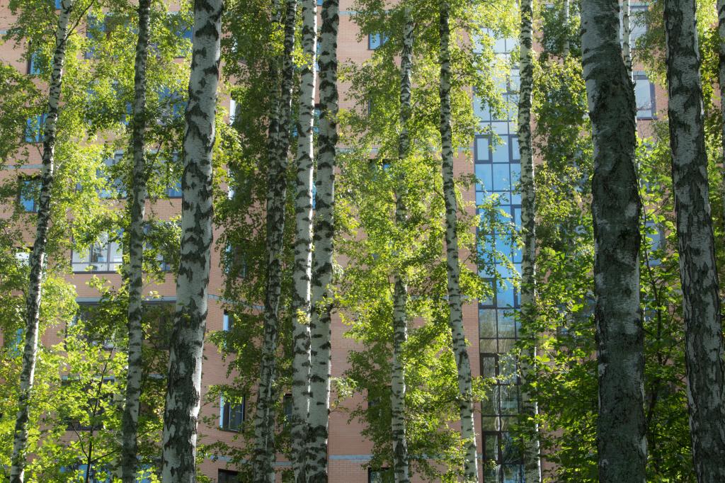 Akademgorodok in Summer