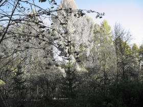 Frost on the trees