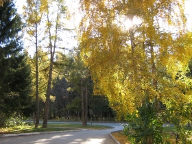 Autumn in Akademgorodok