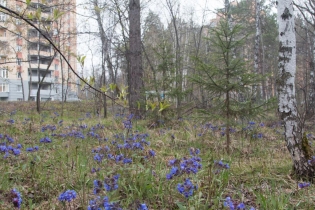 Spring in Akademgorodok